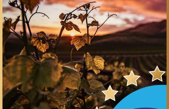 Drăgășani – raiul vâlcean al degustătorilor de vin