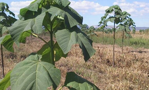 Paulownia – pareri, afacere, forum