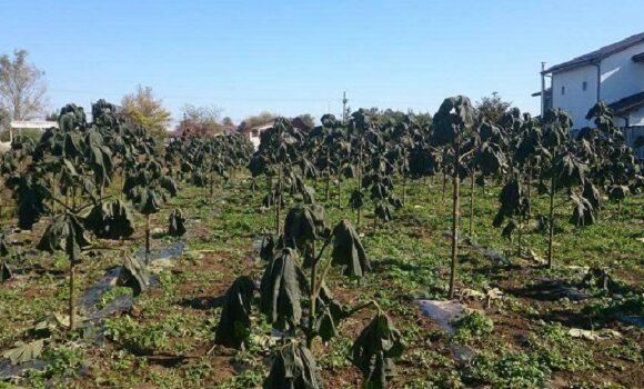 Cati bani am scos din cultura de Paulownia