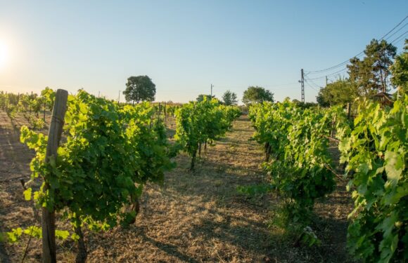 Clos des Colombes – un loc unde vinul se construiește cu răbdare, nu cu grabă